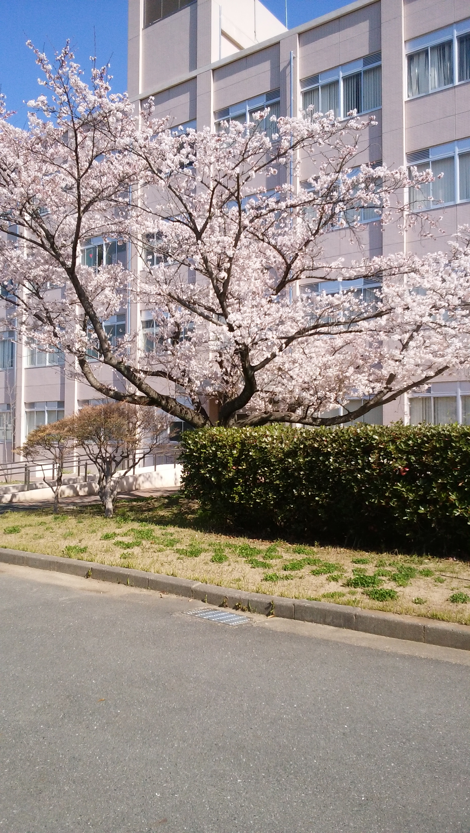 桜_昭和通り